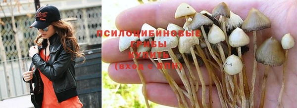прущие грибы Покачи