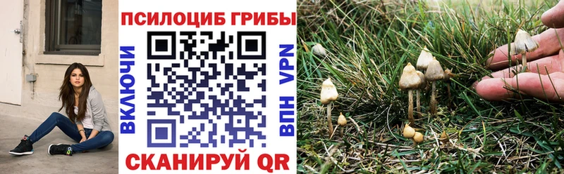 Галлюциногенные грибы Psilocybine cubensis  продажа наркотиков  Россошь 